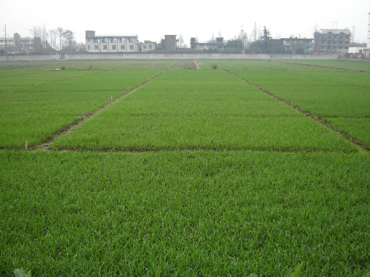 小麦育种基地